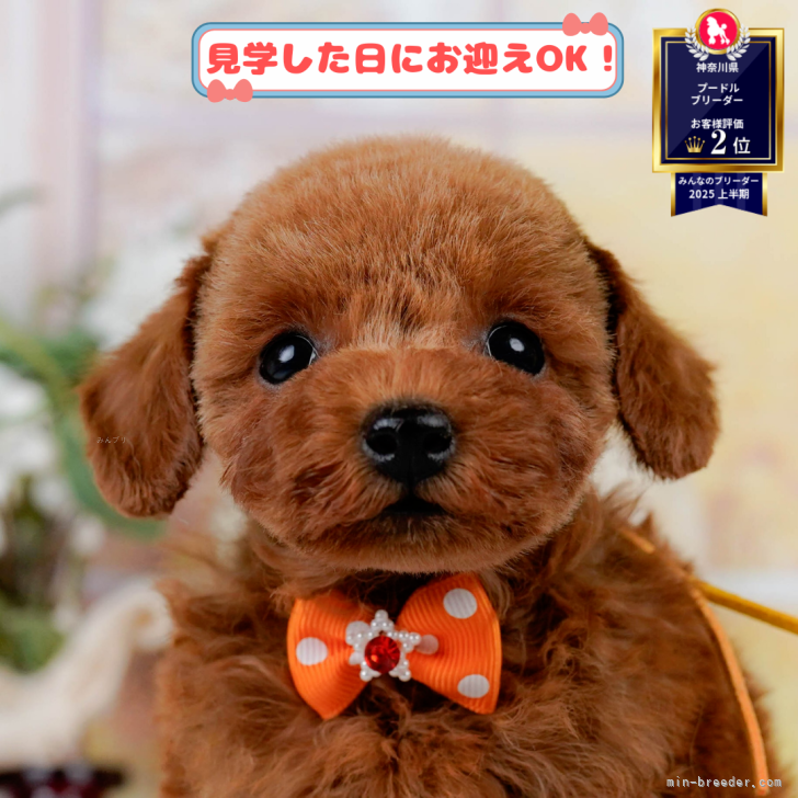 ブリーダー画像