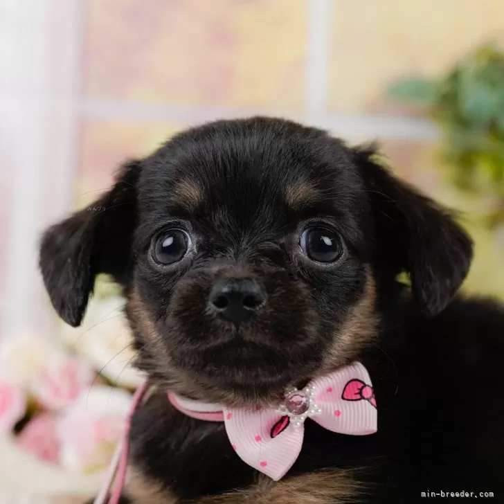 J.I 様のお迎えした子犬