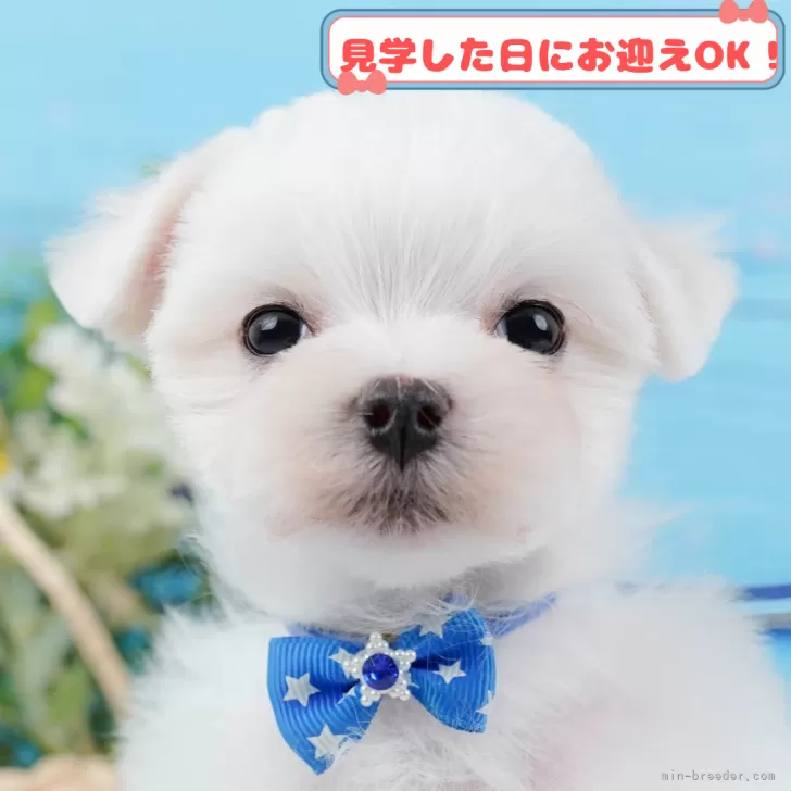 ID：2504-00177の子犬