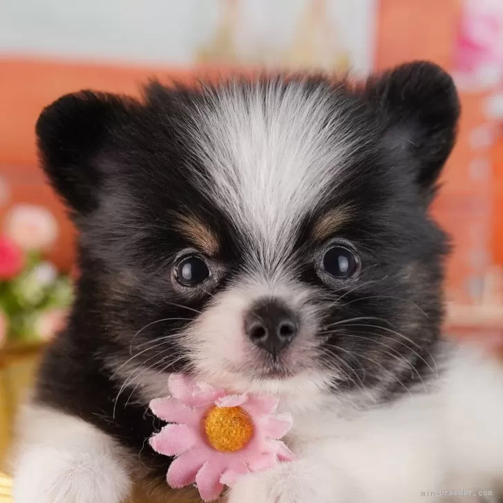 ID:2412-07792の子犬