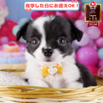 チワワ(ロング)【神奈川県・女の子・2025年8月3日・ブラックタン&ホワイト】の写真「🐶🫧11/1・2はこいぬの見学会開催🎉」