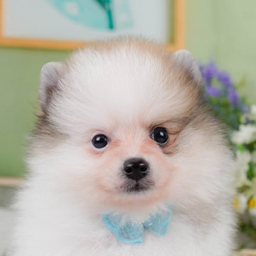 ポメラニアン【神奈川県・男の子・2025年3月11日・パーティー】の写真「🍀6/14(土)父の日前日🍀相談会開催🐶🎩」