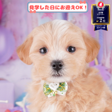 マルプー(マルチーズ×トイプードル)【神奈川県・男の子・2025年8月5日・アプリコット】の写真「🐶🫧11/1・2はこいぬの見学会開催🎉」