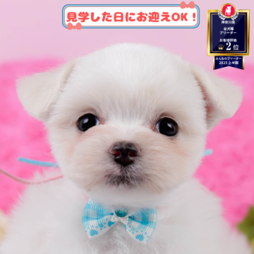 チワマル(マルチーズ×チワワ)【神奈川県・女の子・2025年4月28日・ホワイト】の写真「7/27開催🎉初めてでも安心な相談会🐶🐾」