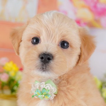 マルプー(マルチーズ×トイプードル)【神奈川県・男の子・2025年6月30日・アプリコット】の写真「🐾11/29・30🐶相談もできる特別見学会開催」