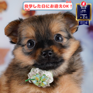 チワポメ(ポメラニアン×チワワ)【神奈川県・女の子・2025年9月9日・フォーン】の写真「🐶🐾11/15・16開催💛お迎え前相談会🎉」