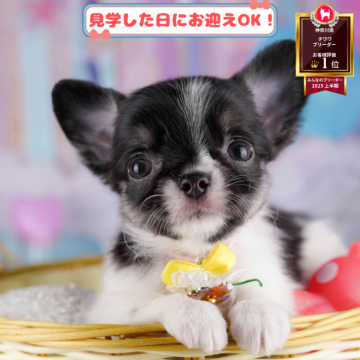 チワワ(ロング)【神奈川県・女の子・2025年7月21日・ブラックタン&ホワイト】の写真「🐶🫧11/1・2はこいぬの見学会開催🎉」
