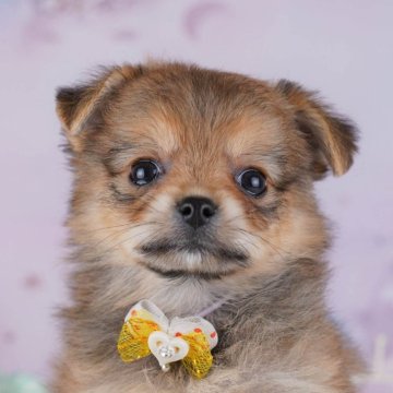 チワポメ(ポメラニアン×チワワ)【神奈川県・女の子・2025年10月12日・オレンジ】の写真「🐶💛チワワ評価ランキング 神奈川1位🏆」