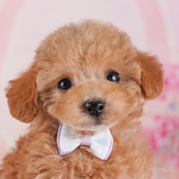 トイプードル(タイニー)【神奈川県・女の子・2024年11月14日・レッド】の写真「しつけ・トレーニング中の子犬を掲載中です！🐶」