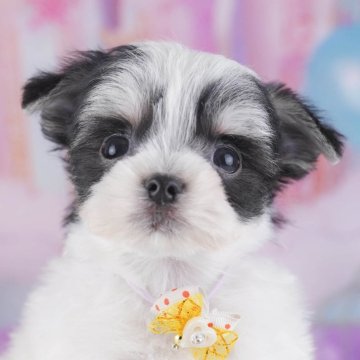 チワマル(マルチーズ×チワワ)【神奈川県・男の子・2025年9月29日・ブラック&ホワイト】の写真「🐶💛チワワ評価ランキング 神奈川1位🏆」