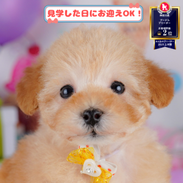 トイプードル(トイ)【神奈川県・女の子・2025年8月29日・アプリコット】の写真「🐶🫧11/1・2はこいぬの見学会開催🎉」
