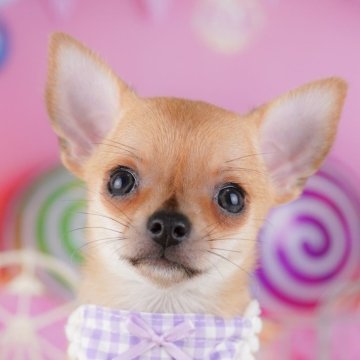 チワワ(スムース)【神奈川県・男の子・2025年7月24日・フォーン】の写真「🐾10/11〜13開催✨お迎え前相談会💛」