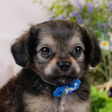 チワックス(チワワ×ダックスフンド)【神奈川県・男の子・2025年7月25日・フォーン】の写真「🐶💛チワワ評価ランキング 神奈川1位🏆」