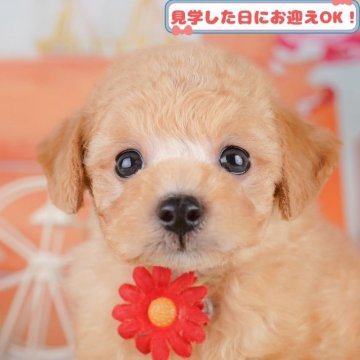 トイプードル(トイ)【神奈川県・男の子・2025年4月1日・レッド】の写真「7/27開催🎉初めてでも安心な相談会🐶🐾」