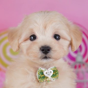 マルプー(マルチーズ×トイプードル)【神奈川県・女の子・2025年10月10日・アプリコット】の写真「🎄12/20・21開催！初めてでも安心相談会🎁」