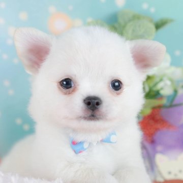 チワワ(ロング)【神奈川県・男の子・2025年9月5日・ホワイト】の写真「🐶💛チワワ評価ランキング 神奈川1位🏆」