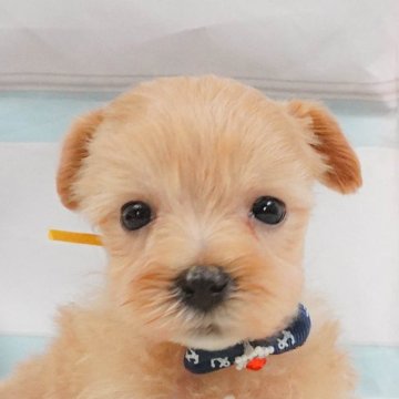 マルプー(マルチーズ×トイプードル)【神奈川県・男の子・2025年4月23日・アプリコット】の写真「8/10・11🐶気軽に相談できる見学会」