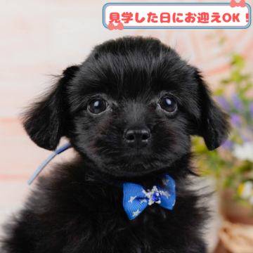 チワプー(チワワ×トイプードル)【神奈川県・男の子・2024年11月2日・ブラック】の写真「しつけ・トレーニング中の子犬を掲載中です！🐶」