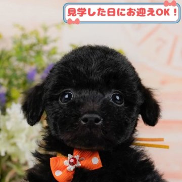 トイプードル(トイ)【神奈川県・男の子・2024年10月20日・ブラック】の写真「しつけ・トレーニング中の子犬を掲載中です！🐶」