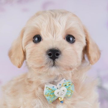 マルプー(マルチーズ×トイプードル)【神奈川県・男の子・2025年10月10日・アプリコット】の写真「🎄12/20・21開催！初めてでも安心相談会🎁」