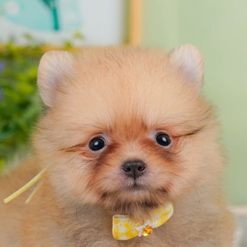 ポメラニアン【神奈川県・女の子・2025年5月12日・オレンジ】の写真「しつけ・トレーニング中の子犬を掲載中です！🐶」