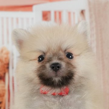 ポメラニアン【神奈川県・男の子・2025年6月9日・クリームセーブル】の写真「11月限定🎉くじ引き大会開催中🎁」