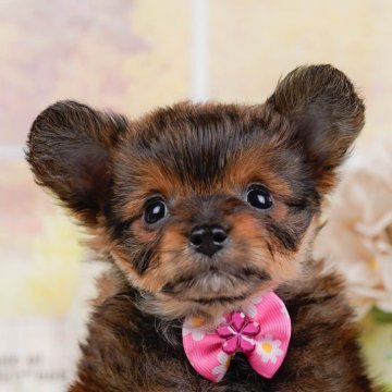 チワプー(チワワ×トイプードル)【神奈川県・女の子・2025年12月25日・ブリンドル】の写真「🐶3/7・8お迎え前相談会開催🎉🐾」