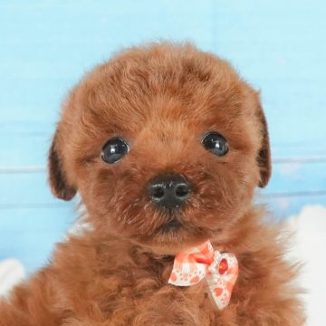 トイプードル(トイ)【神奈川県・男の子・2025年8月6日・レッド】の写真「🐶💛チワワ評価ランキング 神奈川1位🏆」