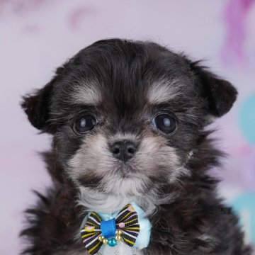 チワマル(マルチーズ×チワワ)【神奈川県・女の子・2025年10月14日・ブラック&タン】の写真「🎄12/20・21開催！初めてでも安心相談会🎁」