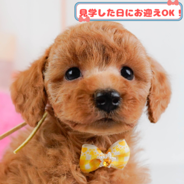 トイプードル(トイ)【神奈川県・女の子・2024年11月20日・レッド】の写真「しつけ・トレーニング中の生体掲載中🐶」