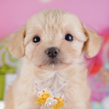 チワプー(チワワ×トイプードル)【神奈川県・女の子・2025年9月22日・アプリコット】の写真「🐶🐾11/15・16開催💛お迎え前相談会🎉」