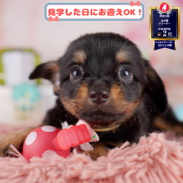 チワックス(チワワ×ダックスフンド)【神奈川県・男の子・2025年5月6日・ブラック&タン】の写真「7/27開催🎉初めてでも安心な相談会🐶🐾」