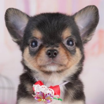 チワワ(ロング)【神奈川県・男の子・2025年5月14日・ブラックタン&ホワイト】の写真「8/2・3パピーランで遊ぼう！予約受付中🌈」