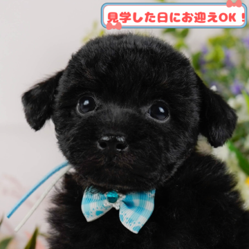 トイプードル(トイ)【神奈川県・男の子・2024年12月26日・ブラックタン】の写真「しつけ・トレーニング中の生体掲載中🐶」