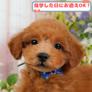 トイプードル(トイ)【神奈川県・男の子・2024年11月1日・レッド】の写真「しつけ・トレーニング中の生体掲載中🐶」