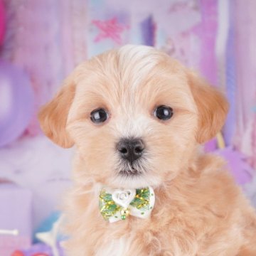 マルプー(マルチーズ×トイプードル)【神奈川県・男の子・2025年8月5日・アプリコット】の写真「🐶💛チワワ評価ランキング 神奈川1位🏆」