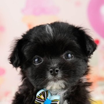 マルプーチー(チワワ×マルプー)【神奈川県・女の子・2026年1月6日・ブラック&ホワイト】の写真「🐶3/7・8お迎え前相談会開催🎉🐾」