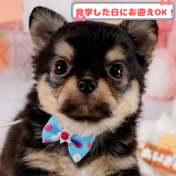 チワワ(ロング)【神奈川県・女の子・2024年12月21日・ブラックタン&ホワイト】の写真「しつけ・トレーニング中の生体掲載中🐶」