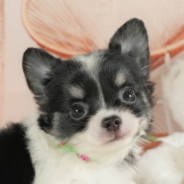 チワワ(ロング)【神奈川県・男の子・2025年7月24日・ブラックタン&ホワイト】の写真「🐶🫧11/1・2はこいぬの見学会開催🎉」