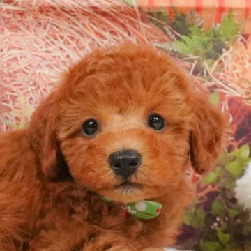 トイプードル(トイ)【神奈川県・女の子・2025年4月26日・レッド】の写真「9/6・7土日連続開催🐶わんちゃんの相談会💭」