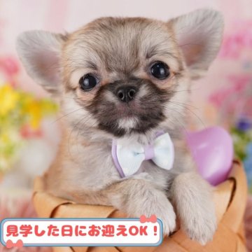 チワワ(ロング)【神奈川県・男の子・2024年10月31日・フォーン】の写真「しつけ・トレーニング中の子犬を掲載中です！🐶」