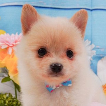 ポメチワ(ポメラニアン×チワワ)【神奈川県・女の子・2025年3月31日・クリーム】の写真「8/10・11🐶気軽に相談できる見学会」