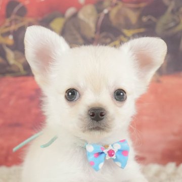 チワワ(ロング)【神奈川県・男の子・2025年7月6日・ホワイト】の写真「11月限定🎉くじ引き大会開催中🎁」