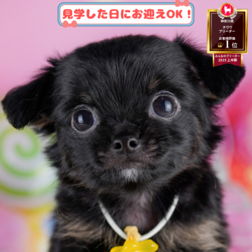 チワワ(ロング)【神奈川県・男の子・2025年8月28日・ブラックタン&ホワイト】の写真「🐶🐾11/15・16開催💛お迎え前相談会🎉」