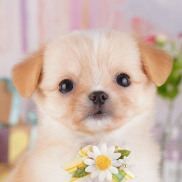 チワワ(ロング)【神奈川県・女の子・2025年7月5日・クリーム&ホワイト】の写真「🍂9/14・15🐶こいぬの見学会連続開催🎉」