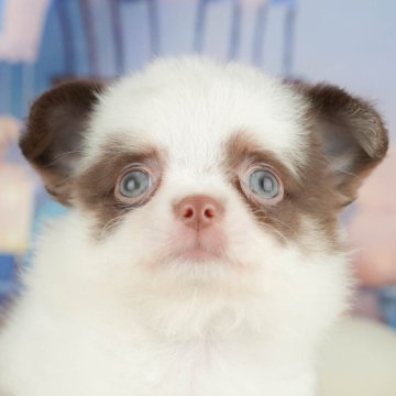 チワワ(ロング)【神奈川県・男の子・2025年7月9日・パーティー】の写真「🐾11/29・30🐶相談もできる特別見学会開催」