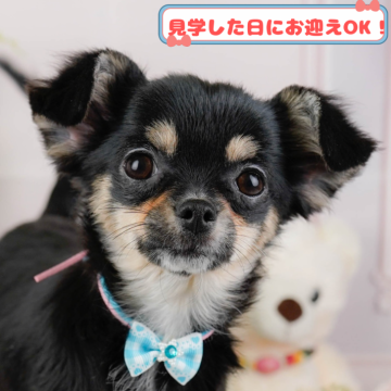 チワワ(ロング)【神奈川県・女の子・2024年10月13日・ブラックタン】の写真「しつけ・トレーニング中の生体掲載中🐶」