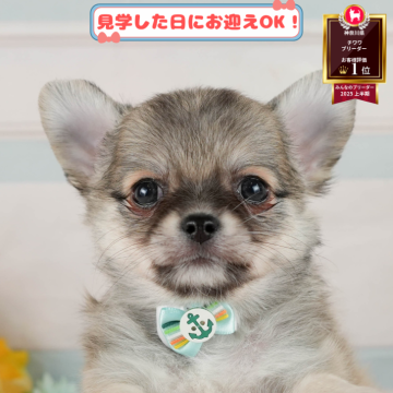 チワワ(ロング)【神奈川県・男の子・2025年9月5日・フォーン】の写真「🎁福袋プレゼント中！1/3・4子犬見学会🐶」