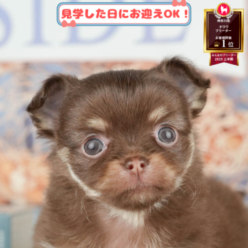 チワワ(ロング)【神奈川県・女の子・2025年6月4日・チョコレートタン&ホワイト】の写真「8/24(日)開催🐶チワワ/MIX見学会💗🐾」