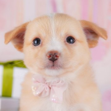 チワワ(ロング)【神奈川県・男の子・2025年3月7日・クリーム&ホワイト】の写真「🍂9/14・15🐶こいぬの見学会連続開催🎉」